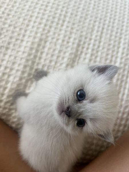 Scottish fold kittens