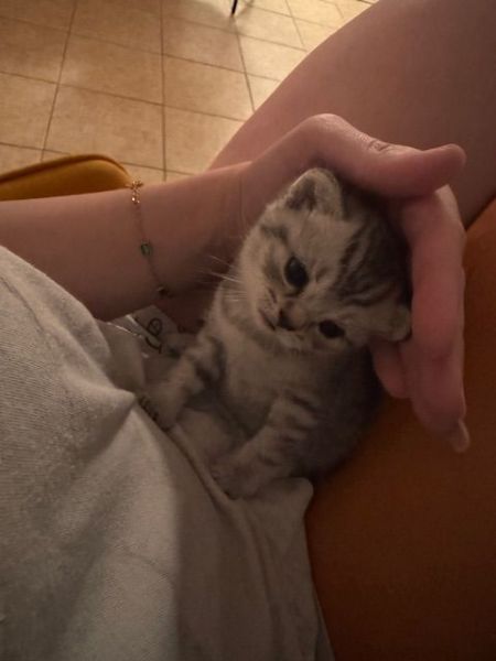 Scottish fold/ British Straight hair