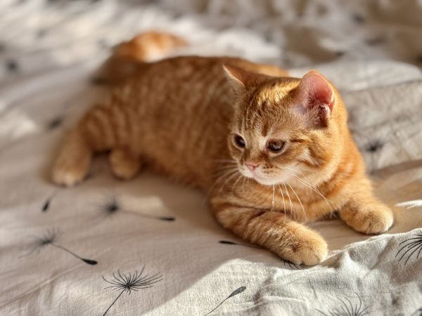 ШHeartsease Irish Cream Female SSS d 24 ICFA RUI D.O.B. January 2. 2