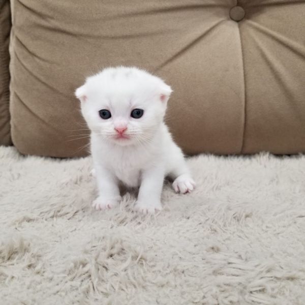 Scottish fold white female kitten