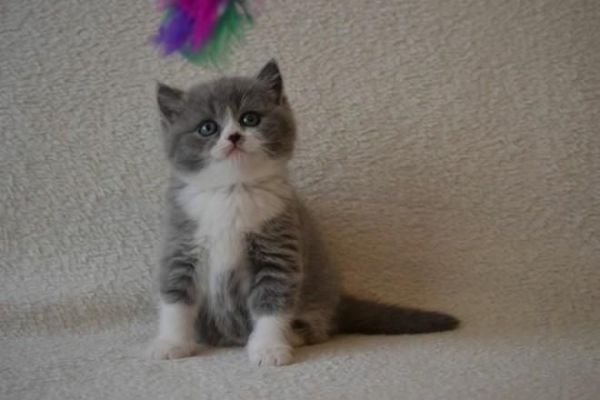 Scottish Fold/straight Kittens For Sale