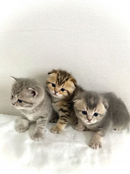 Scottish Fold Kittens for Sale