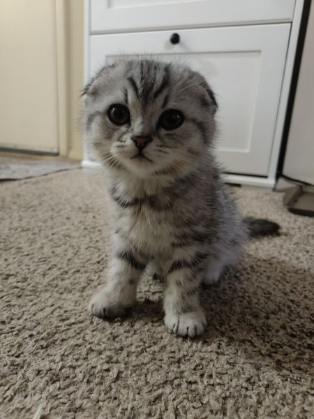 Misu Scottish Fold