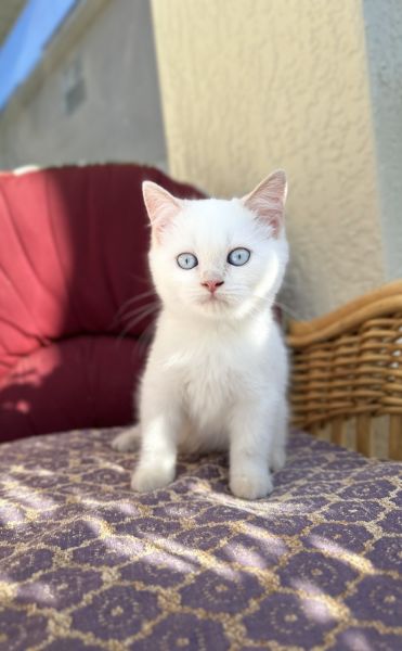 Scottish straight female