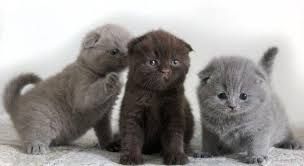 Scottish Fold Kittens