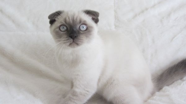 Scottish fold girl