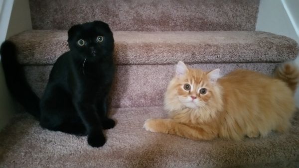 ScottishFoldsKittensCattery