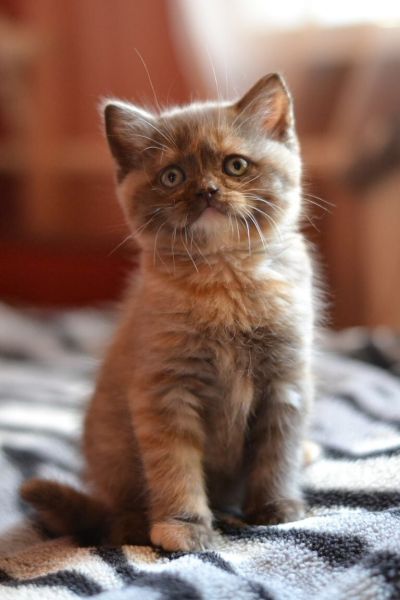 Chocolate color Scottish straight female kitten