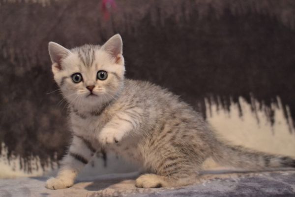 Kiwi adorable Chinchilla color Scottish shorthair male kitten with oli