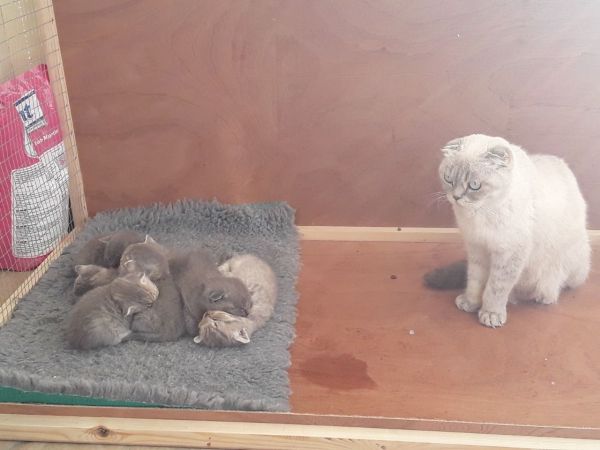 New Litter ** Absolutely Gorgeous Scottish Folds**