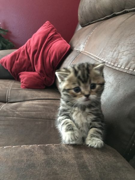 Amazing Scottish Fold Kittens