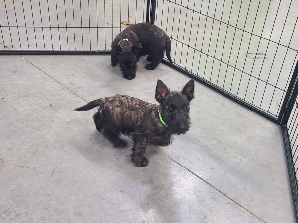 AKC Scottish terriers