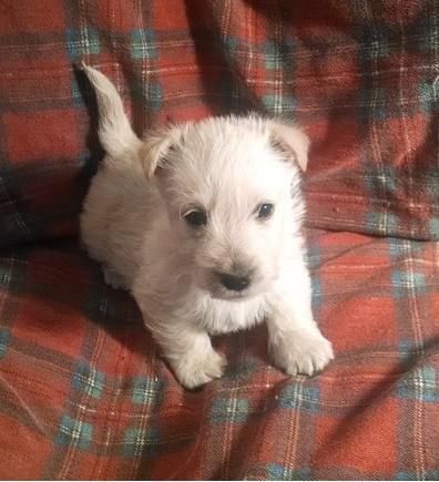 Charming Scottish Terrier puppies