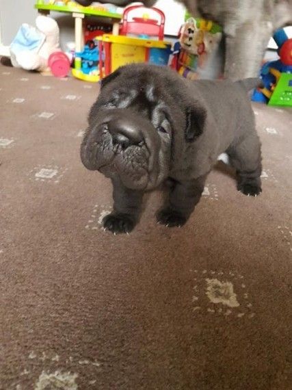 Stunning Shar Pei Male