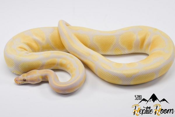 Lavender 100% Het Vpi Axanthic Ball Pythons Subadult