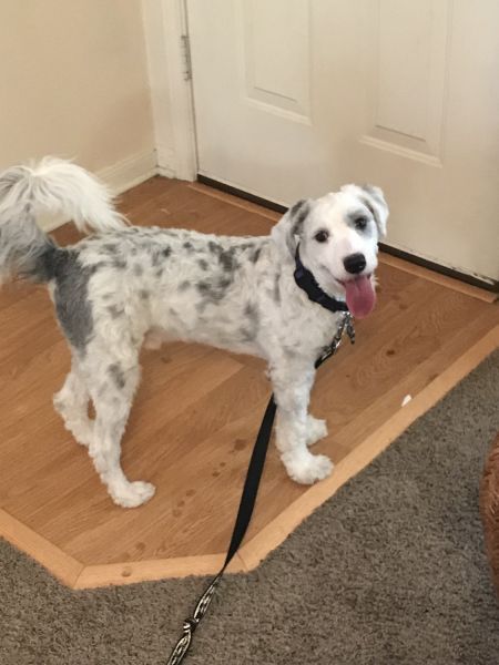 Blue Merle Sheepadoodle 9 month old