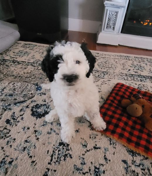 Mini sheepadoodle f1b puppies