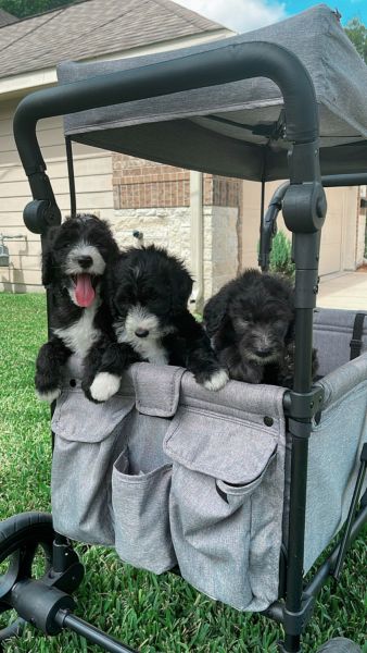 Sheepadoodle Doodles