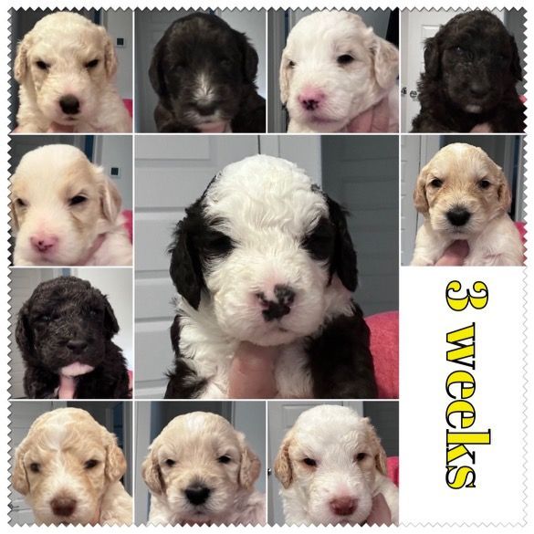 Sheepadoodle Puppies