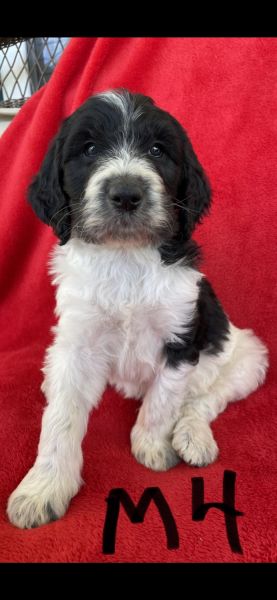 F1B Standard Sheepadoodle