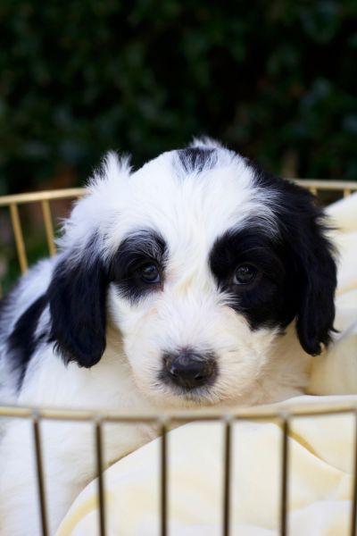 Sheepadoodle puppies for sale
