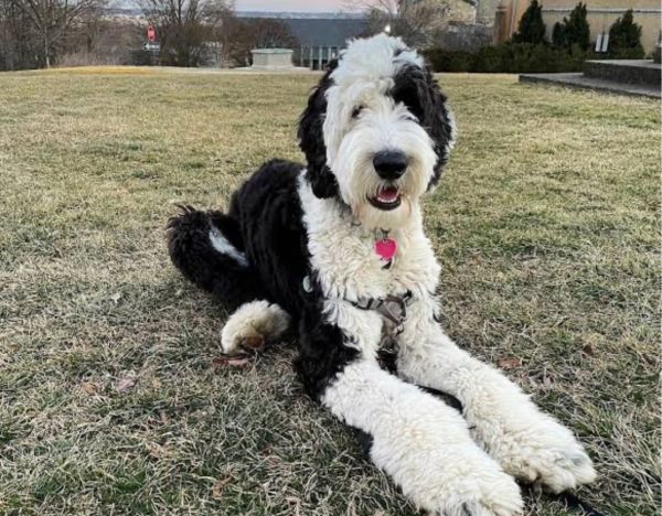 My sweet dog needs rehoming