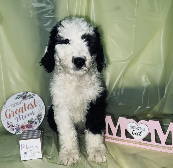 Sheepadoodle