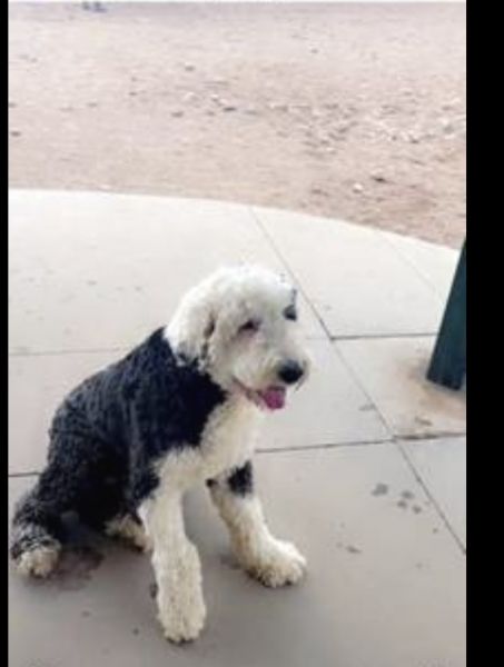 Sheepadoodle 1 year old