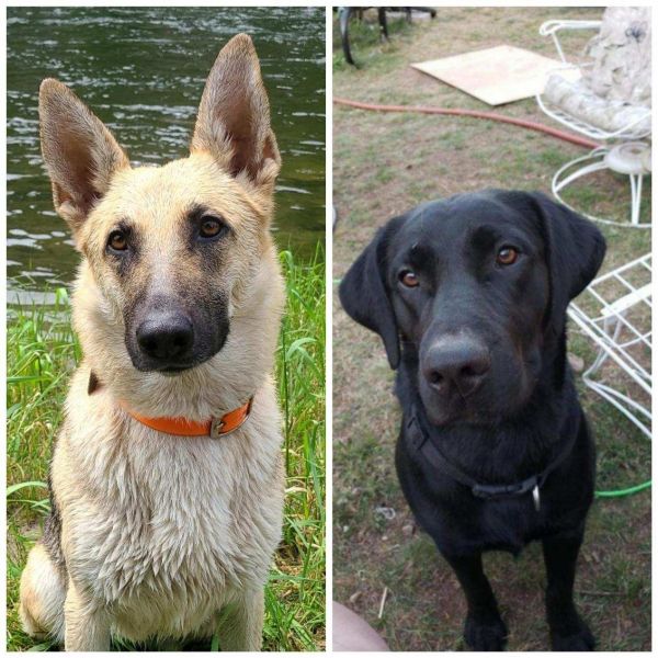 Sheprador Puppies (German shepherd/labrador)