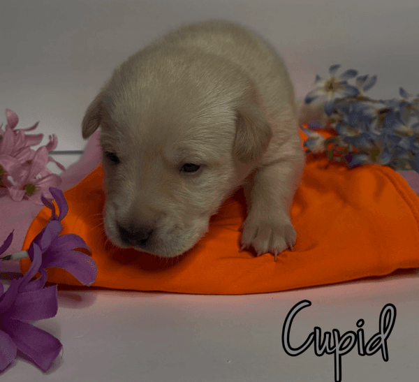 German Shepherd Lab Mix