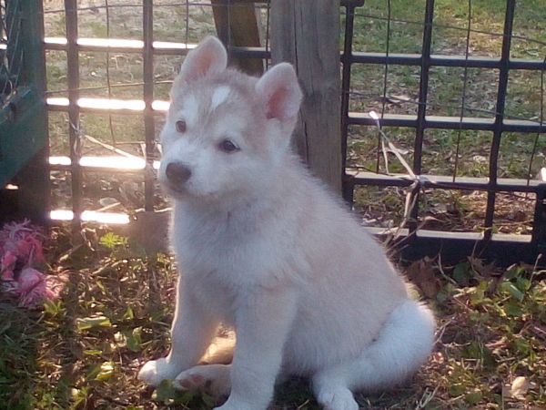 Beautiful Shepsky 8 weeks! Ready!