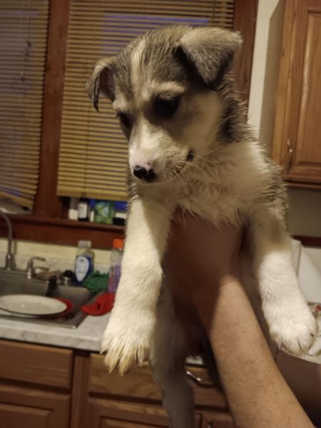 German shepherd husky pups