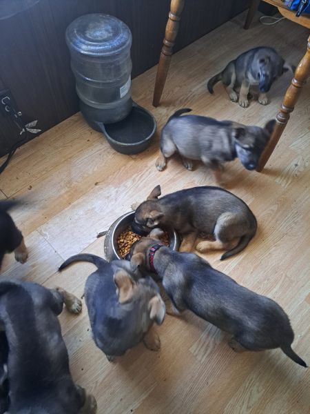 Loveable 8 week old shepsky