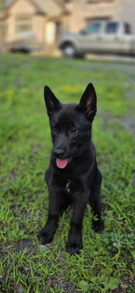 Siberian Huskey and Durch Sheperd Pups