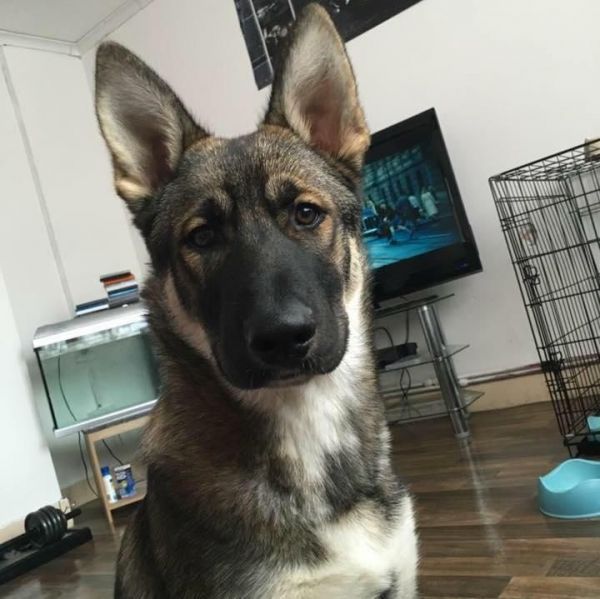 shephard husky for sale