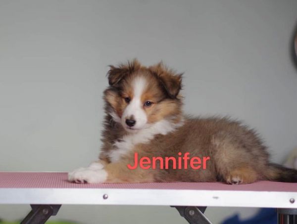 Shetland sheepdog,sheltie puppy,sheltie puppy for sale,sheltie puppies