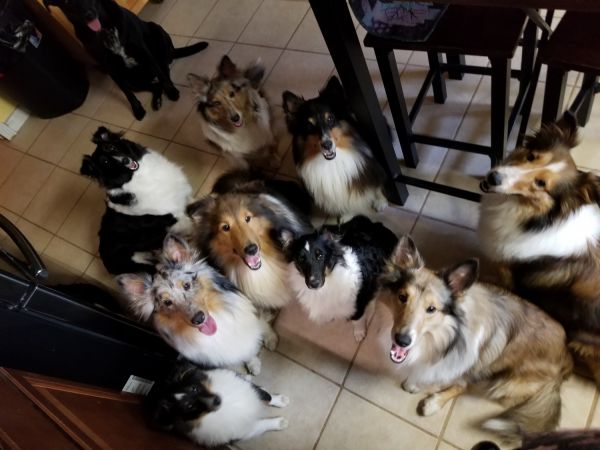 Bagheera's Shelties