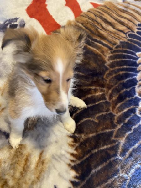 Shelties Puppies