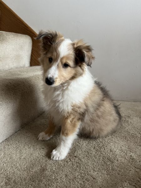 Sheltie puppies!