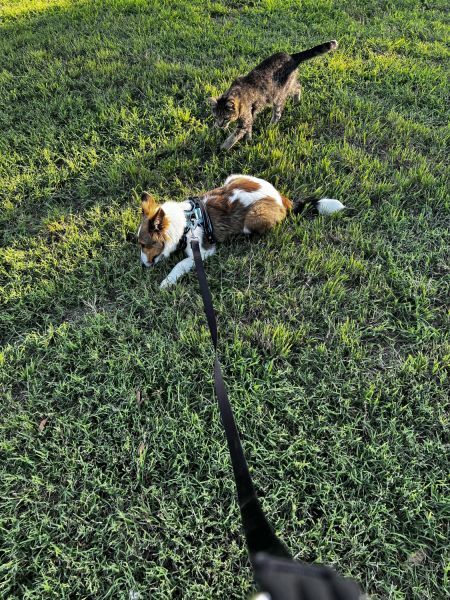 AKC Shelties Two Males
