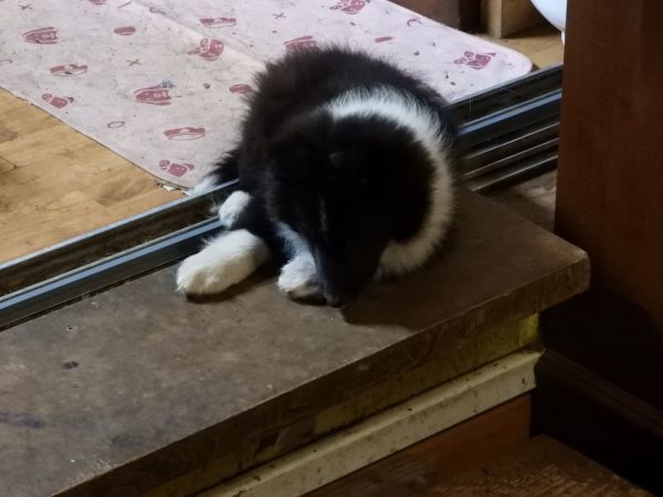 Outgoing Sheltie seeks forever home