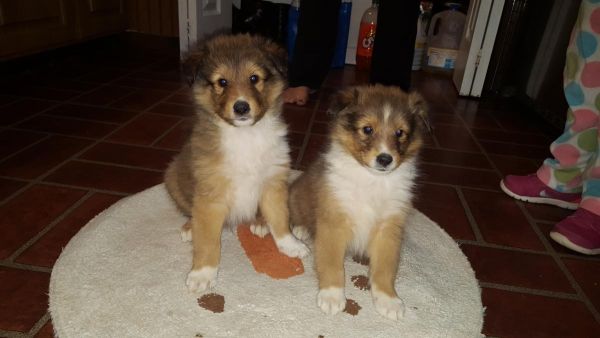 Sheltie puppies