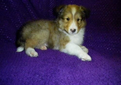 Shetland Sheepdog Puppies For Sale