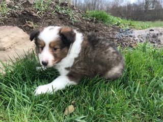 laddy male sheltie aca