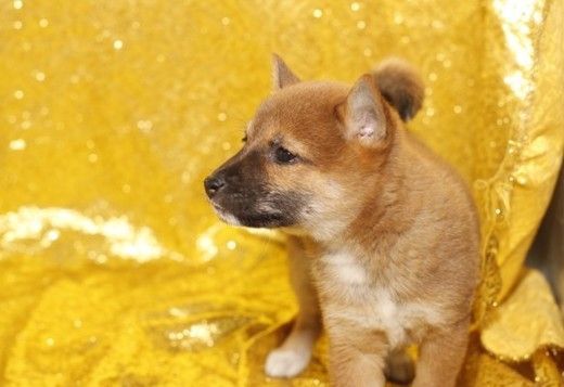 SIELR SHIBA INU PUPPIES