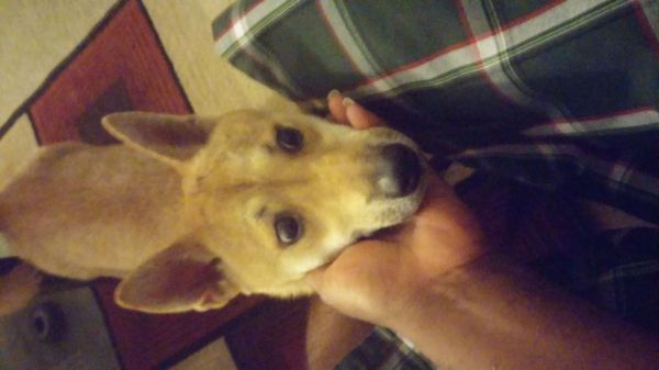 Female Shiba inu 17 months Spayed