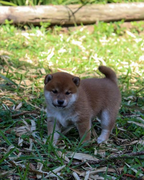 Shiba inu puppies