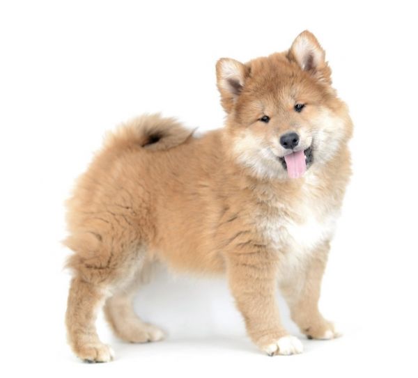 Riker the wooly shiba