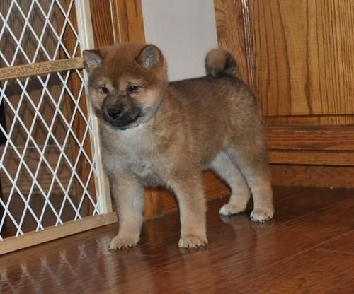 Adorable Shiba Inu Puppies For Sale Â£250