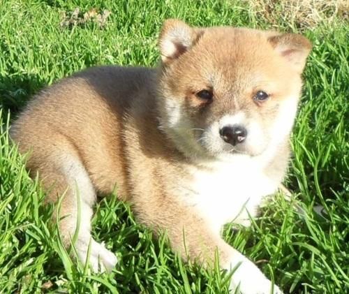 Awaresome Shiba Inu puppies